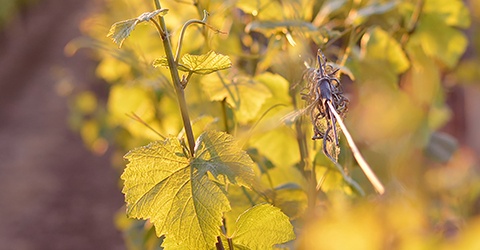 Domaine La Tour Beaumont