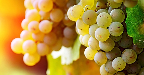 Domaine La Tour Beaumont